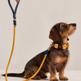 7 - PET À PORTER – MUSTARD BLUE | Guinzaglio artigianale