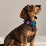 8 - PET À PORTER – VIOLET BLOOM | Collare artigianale